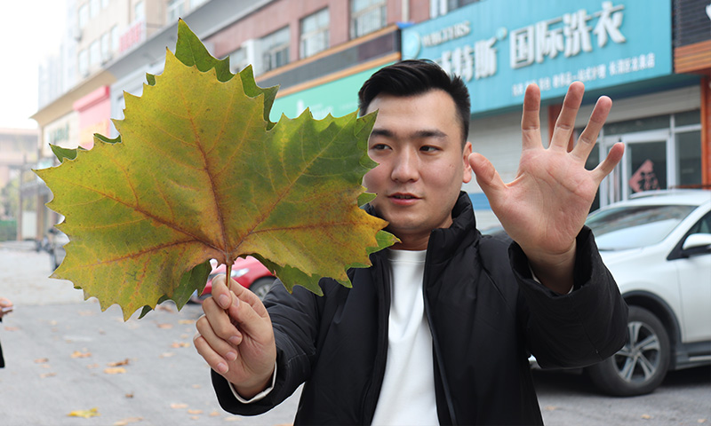 純電動(dòng)樹葉收集車，秋季梧桐落葉收集轉(zhuǎn)運(yùn)終結(jié)者